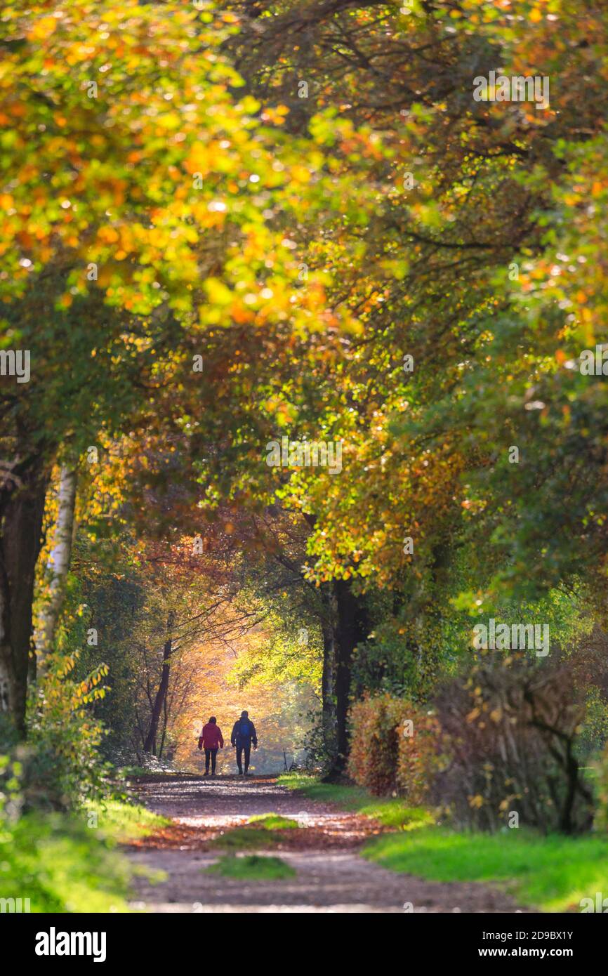 Sythen, Muensterland, Allemagne. 04e novembre 2020. Deux randonneurs apprécient leur promenade. Beau soleil automnal avec un ciel bleu et des températures douces font ressortir la couleur des feuilles et des herbes dans cette forêt de Sythen dans la campagne de Muensterland. Credit: Imagetraceur/Alamy Live News Banque D'Images