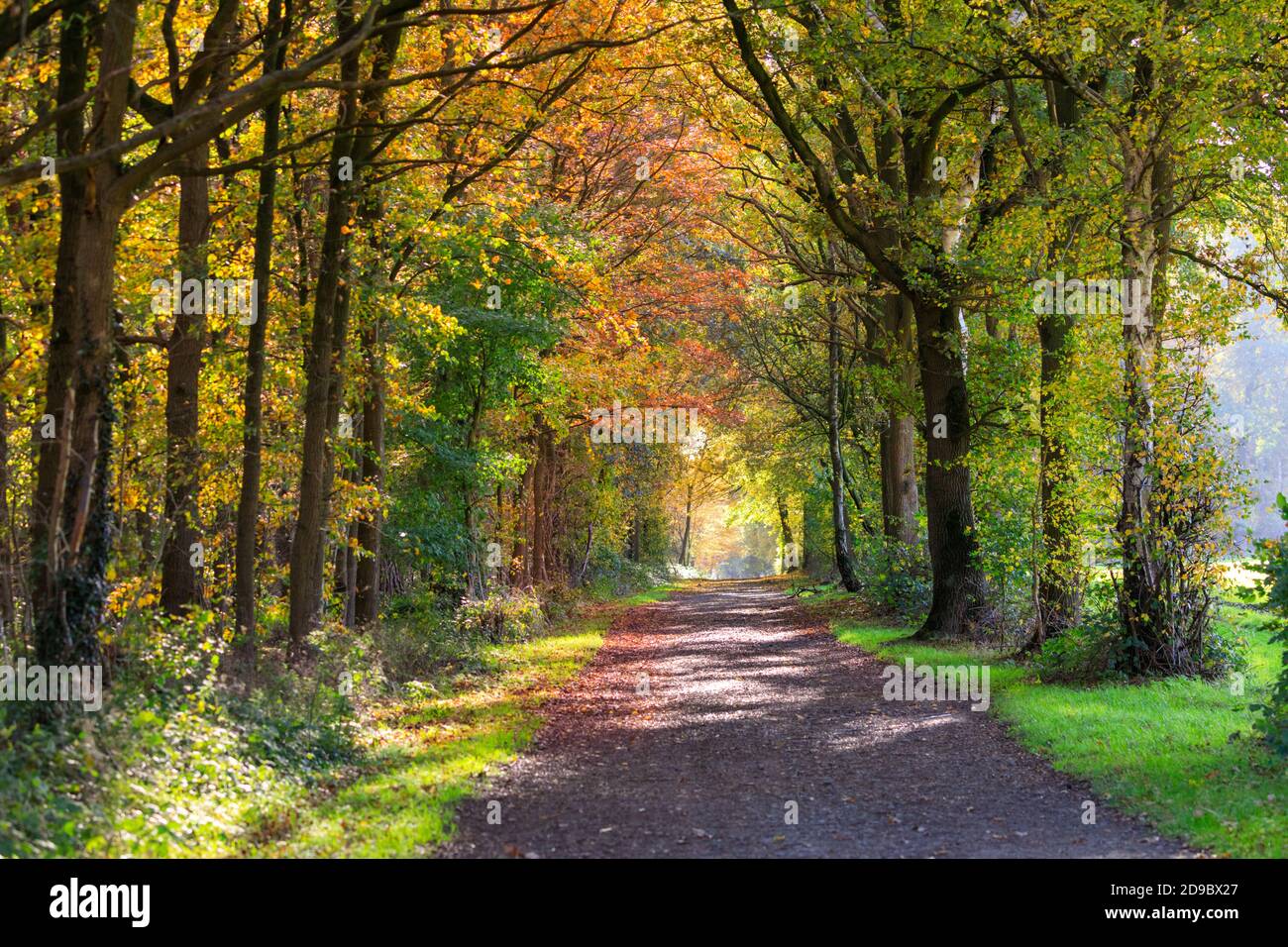 Sythen, Muensterland, Allemagne. 04e novembre 2020. Un chemin semble tranquille car moins de personnes que la normale sont dehors et environ pendant le verrouillage partiel à l'échelle nationale. Beau soleil automnal avec un ciel bleu et des températures douces font ressortir la couleur des feuilles et des herbes dans cette forêt de Sythen dans la campagne de Muensterland. Credit: Imagetraceur/Alamy Live News Banque D'Images