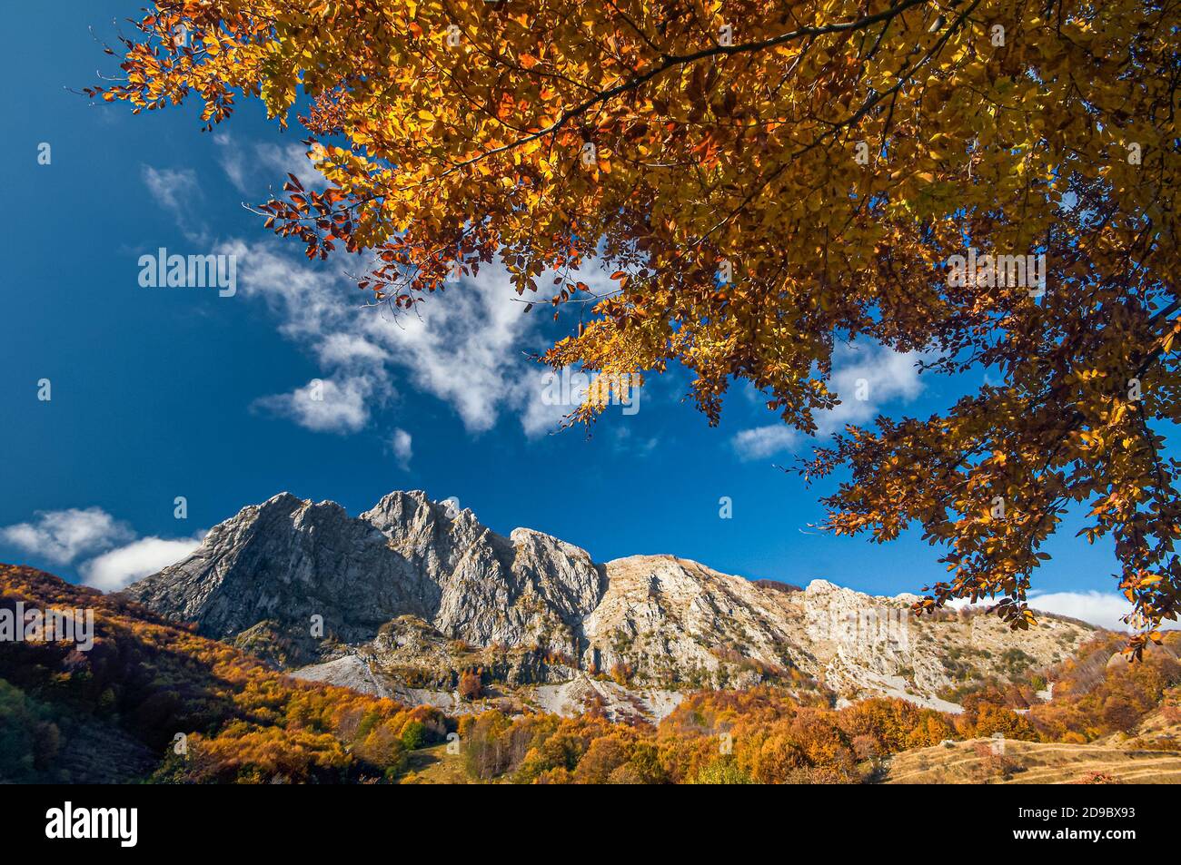 Des couleurs d'automne étonnantes dans le plateau de Campocatino, les Alpes Apuanes de Toscane avec un arbre solitaire qui encadrent le sommet rocheux de Roccandagia Banque D'Images