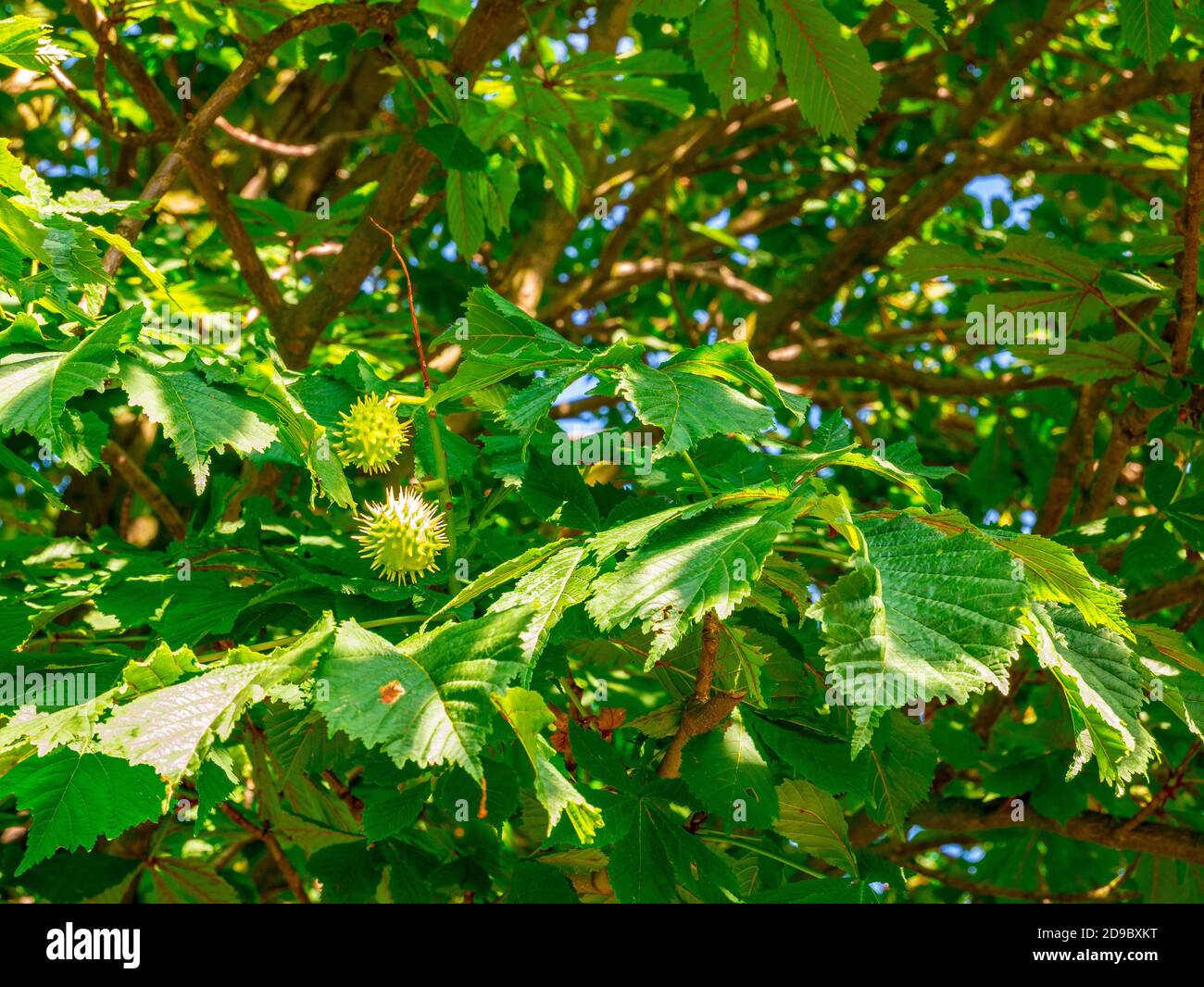 Châtaigne de cheval (Aesculus hippocastanum) - jeune châtaigne de cheval avec épines sur le pelage, illuminé par le soleil de l'après-midi Banque D'Images