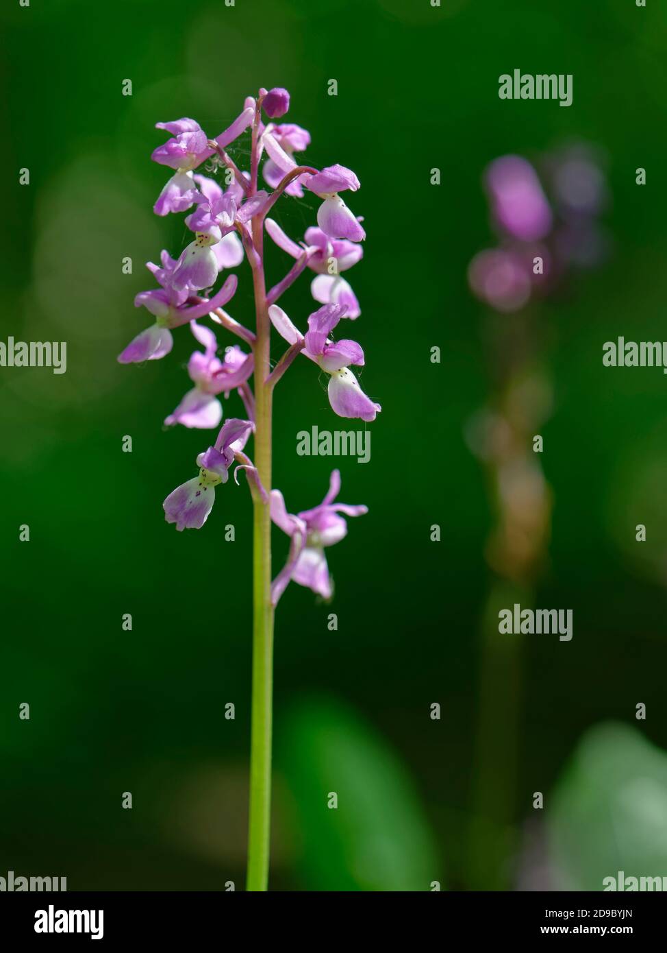 Orchidée pourpre précoce (Orcis mascula) floraison dans les bois anciens, Wiltshire, Royaume-Uni, avril. Banque D'Images
