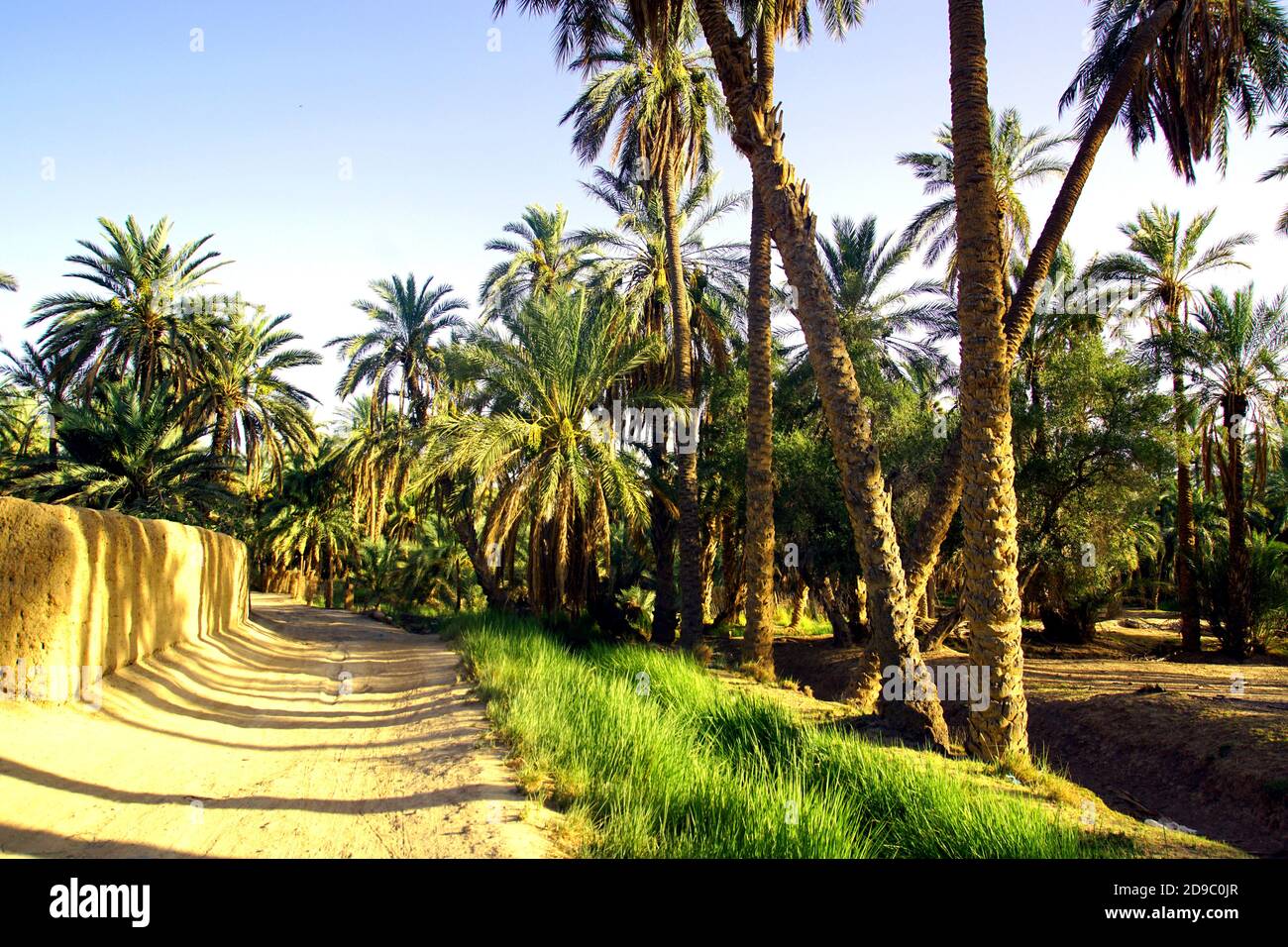 La palmeraie de Sidi Okba près de Biskra, en Algérie Banque D'Images