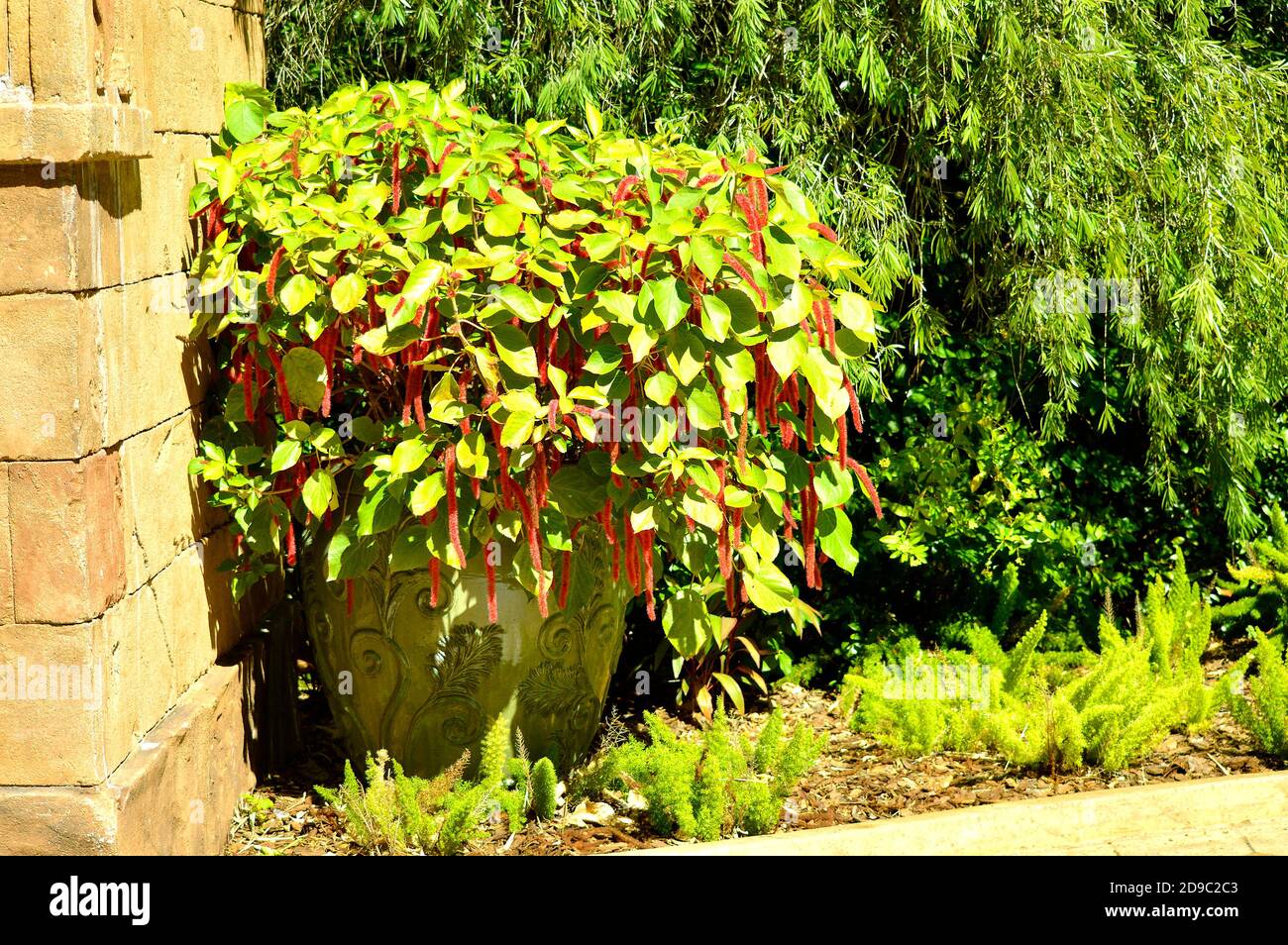 Rouge-chaud chat de la queue fleurs latin nom Acalypha hispida Banque D'Images