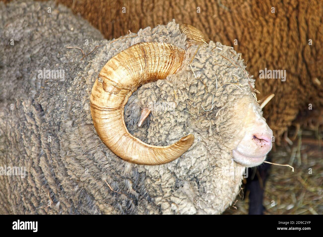 ram, vue latérale, gros plan, portrait, moutons laineux, corne courbée, paille en laine, animal de ferme, grange Banque D'Images