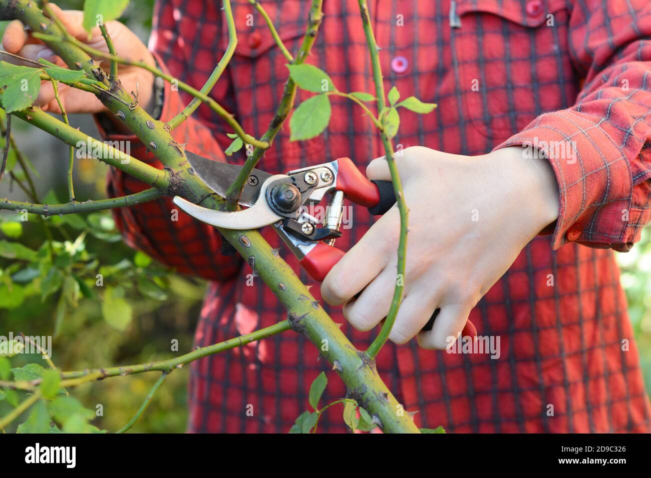 Jardinier pruner grimpant rosier buisson. Élagage de roses : rosiers grimpants. Banque D'Images
