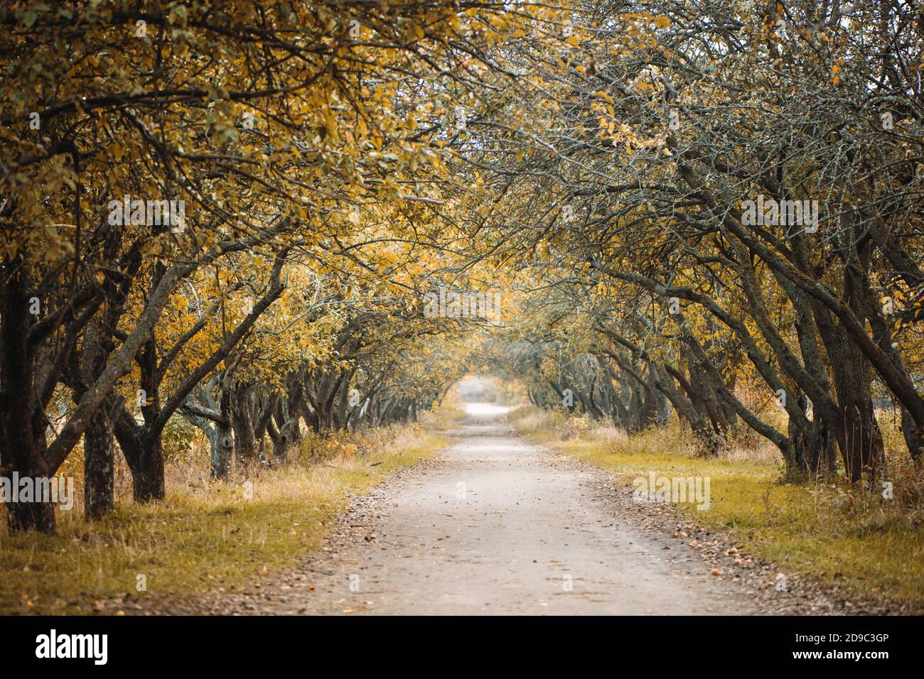 Sentier romantique dans le parc d'automne. Banque D'Images