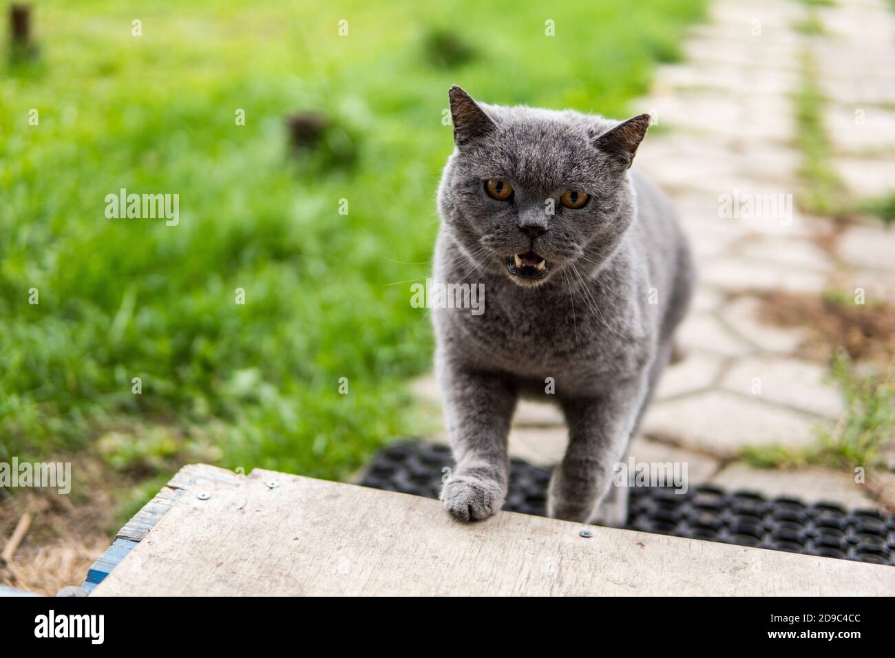 Chat Chartreux Banque De Photographies Et D Images A Haute Resolution Alamy