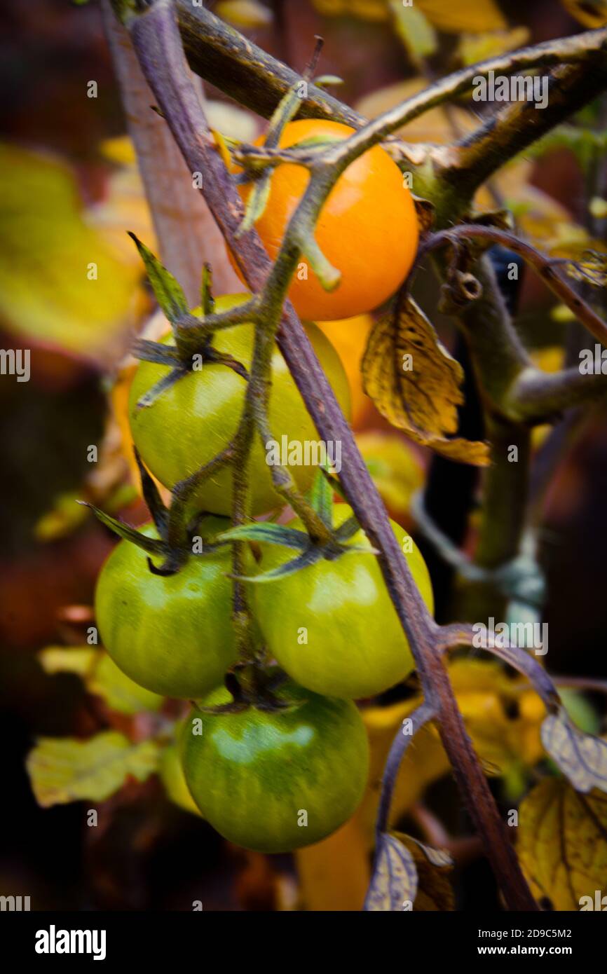 Les petites tomates mûrissent sur la brousse. Banque D'Images