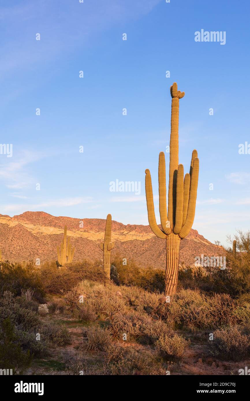 Paysage désertique pittoresque avec cactus Saguaro au parc régional de Usery Mountain à Phoenix, Arizona Banque D'Images