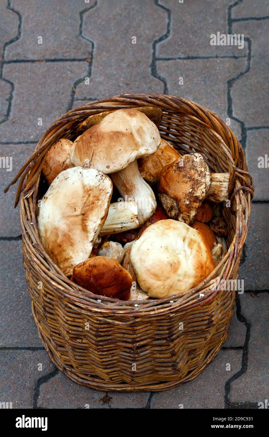 Un bouquet de champignons porcini frais comestibles sont recueillis dans un vieux panier en osier sur les dalles de pavage, en gros plan. Banque D'Images