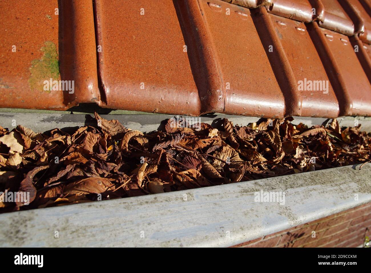 Gouttière de toit en zinc pleine de feuilles d'automne sous tuiles verglacées rouges, tuiles du nord. Pays-Bas, novembre Banque D'Images