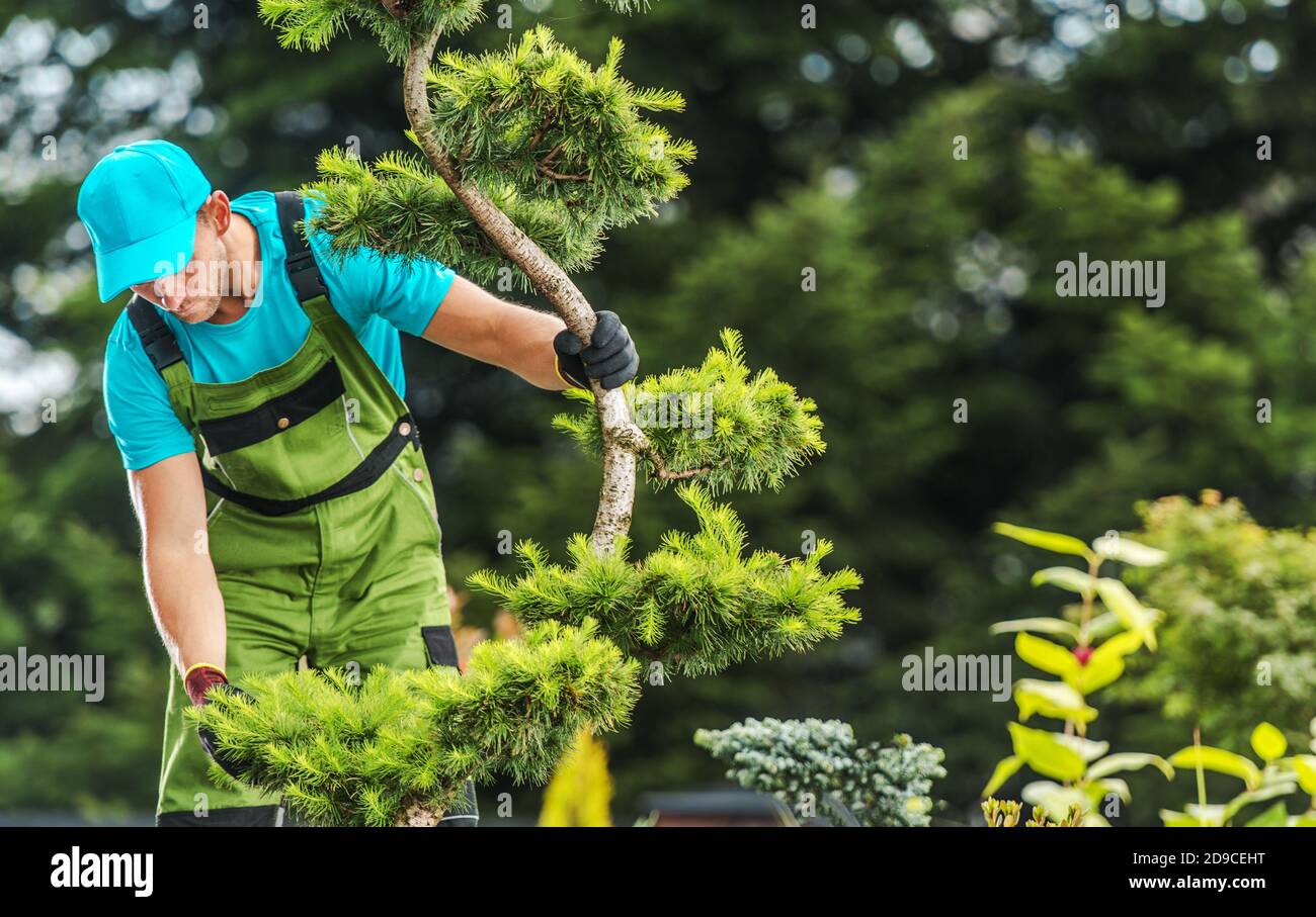 Jardinier professionnel contrôle de la santé des arbres de jardin recherche sur les branches. Thème du jardinage et de l'aménagement paysager. Banque D'Images
