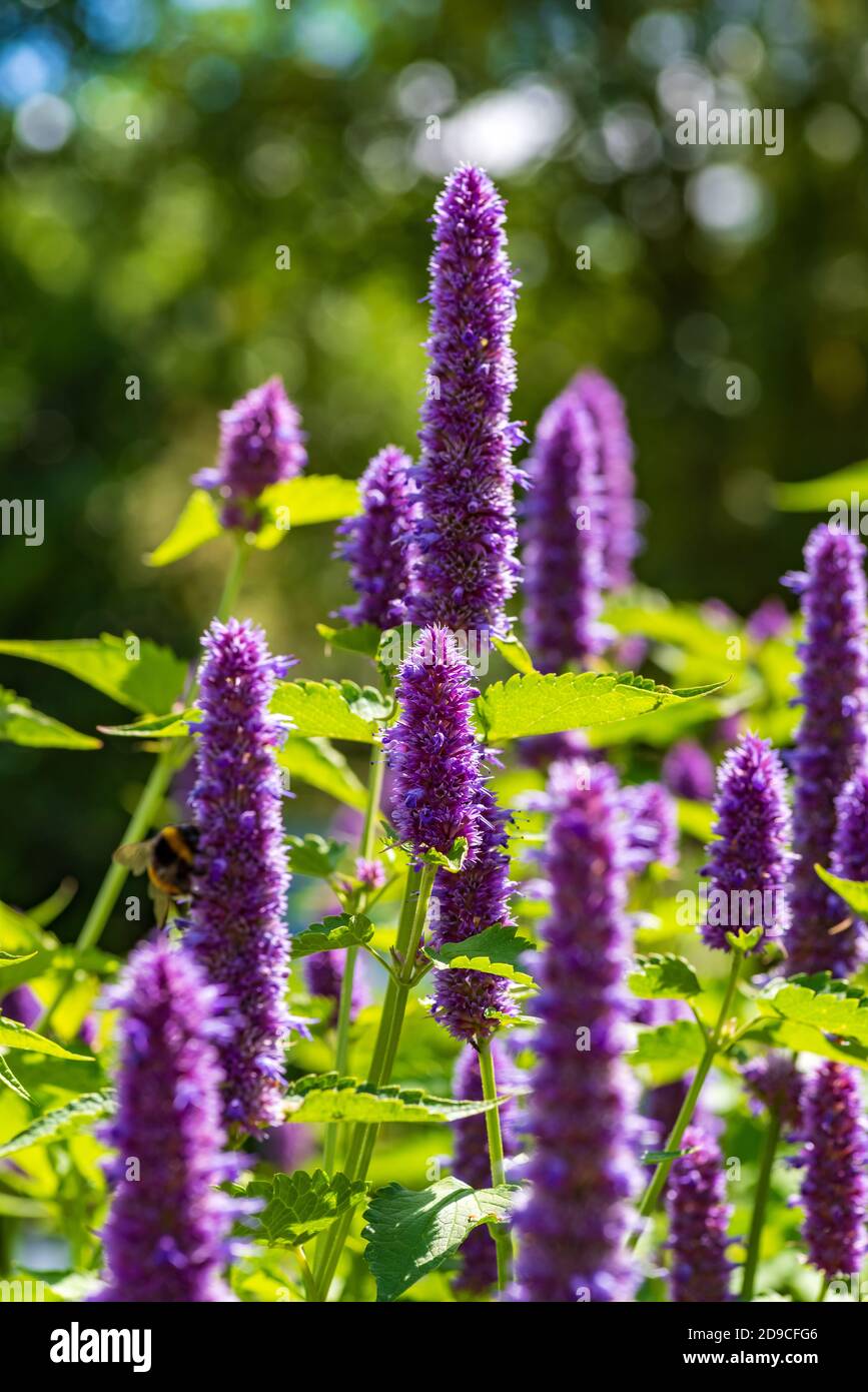 Inflorescences de la plante à plantes Anis-ysop en plein soleil, faible profondeur de champ, foyer sélectif Banque D'Images