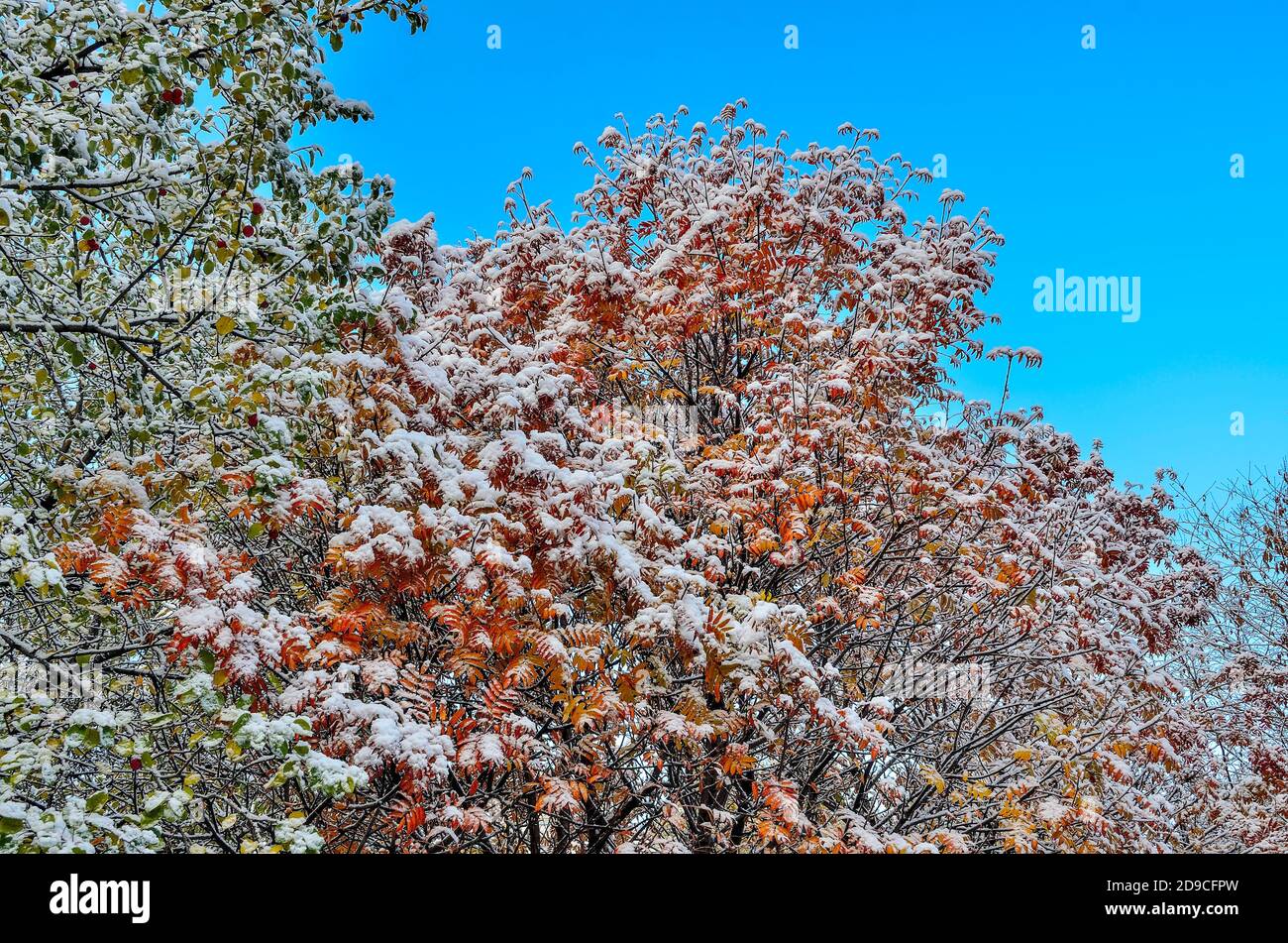 Première neige sur le feuillage d'automne coloré des arbres après la chute de neige sur fond bleu ciel. Dernier jour de l'automne - début de l'hiver. Beauté de la nature ou de la détese Banque D'Images
