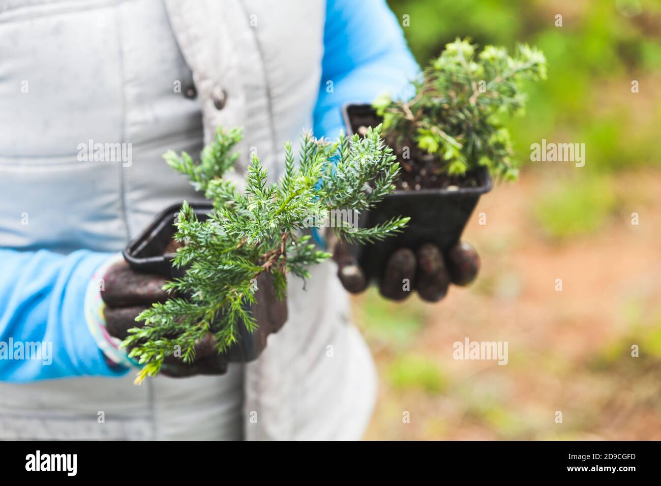 Les plantules de conifères en pots noirs sont dans les mains d'un jardinier, photo de gros plan avec un foyer sélectif Banque D'Images