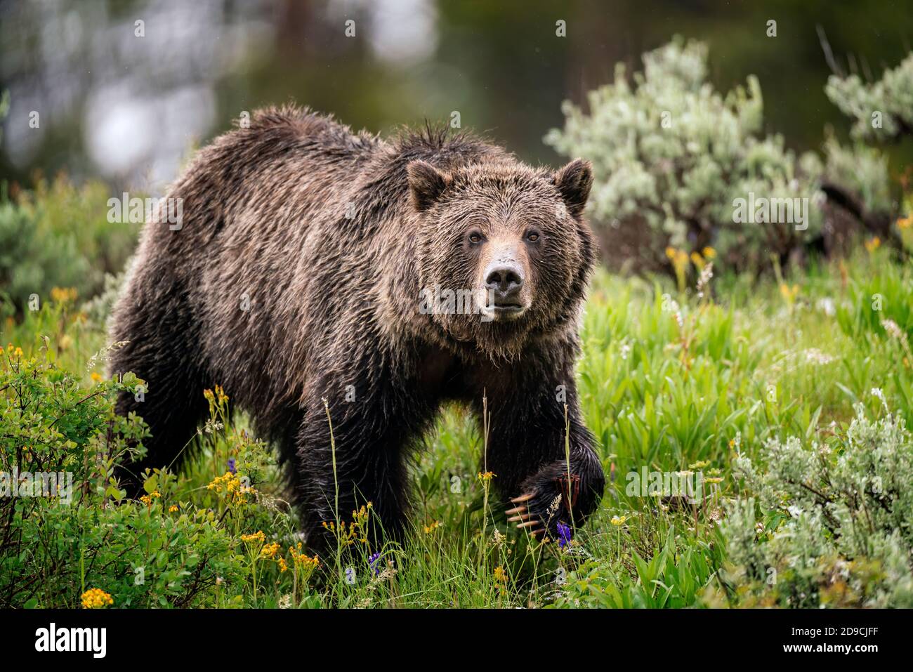 Grizzly bear Banque D'Images