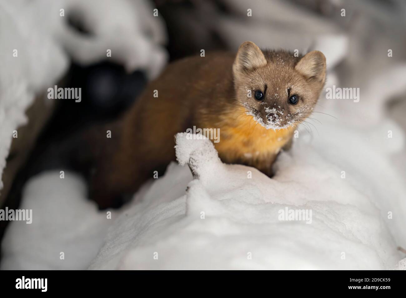 Martre Banque D'Images