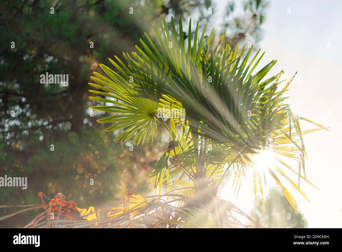 Les rayons du soleil brillent à travers le palmier Banque D'Images