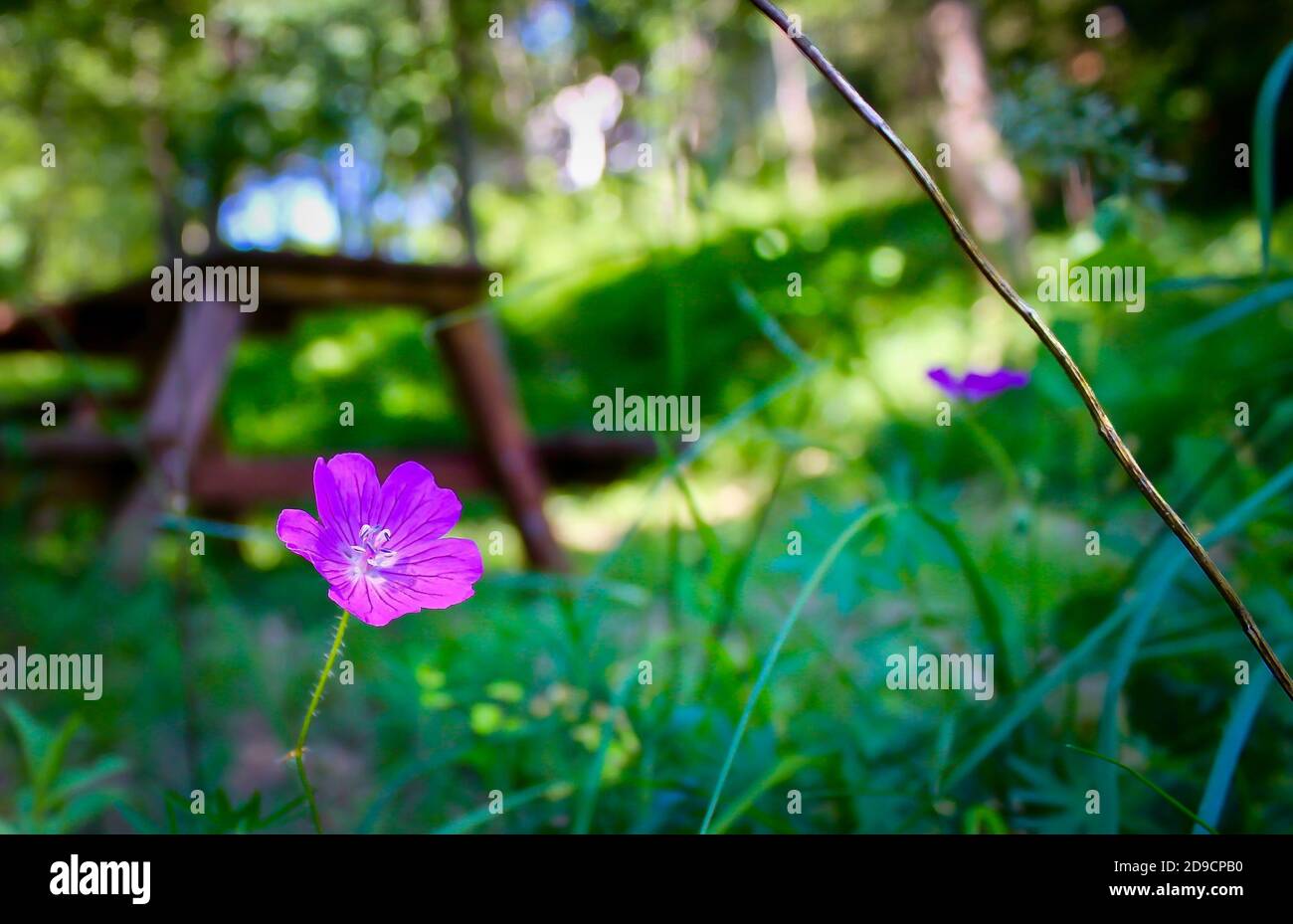 Petite fleur pourpre gros plan sur un fond de jardin flou Banque D'Images
