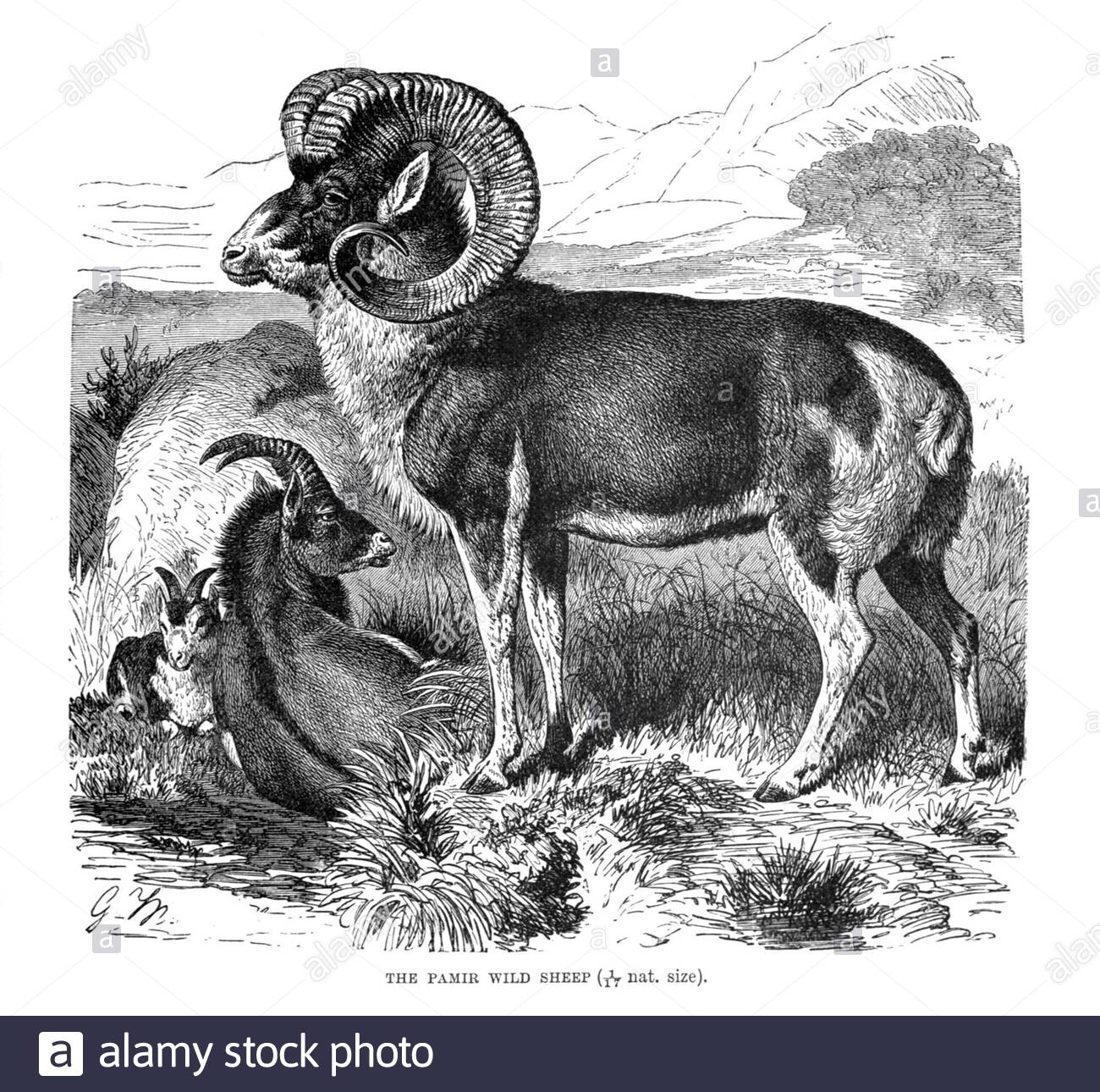 Pamir Wild Sheep (Marco Polo Sheep), illustration vintage de 1894 Banque D'Images
