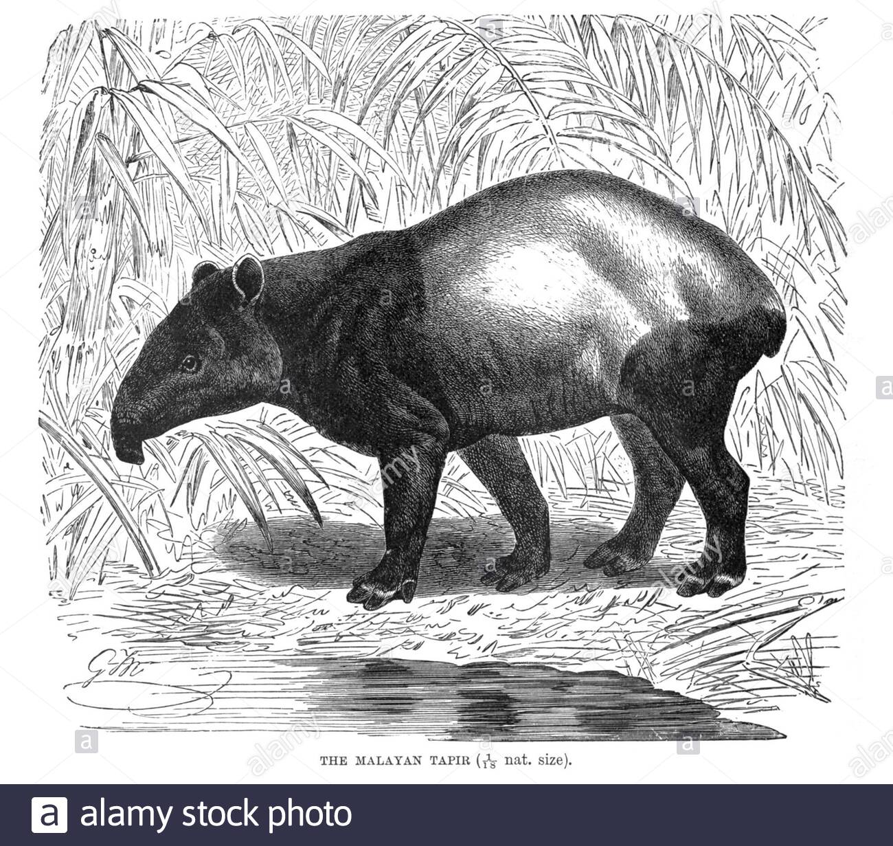 Malayan Tapir, illustration ancienne de 1894 Banque D'Images
