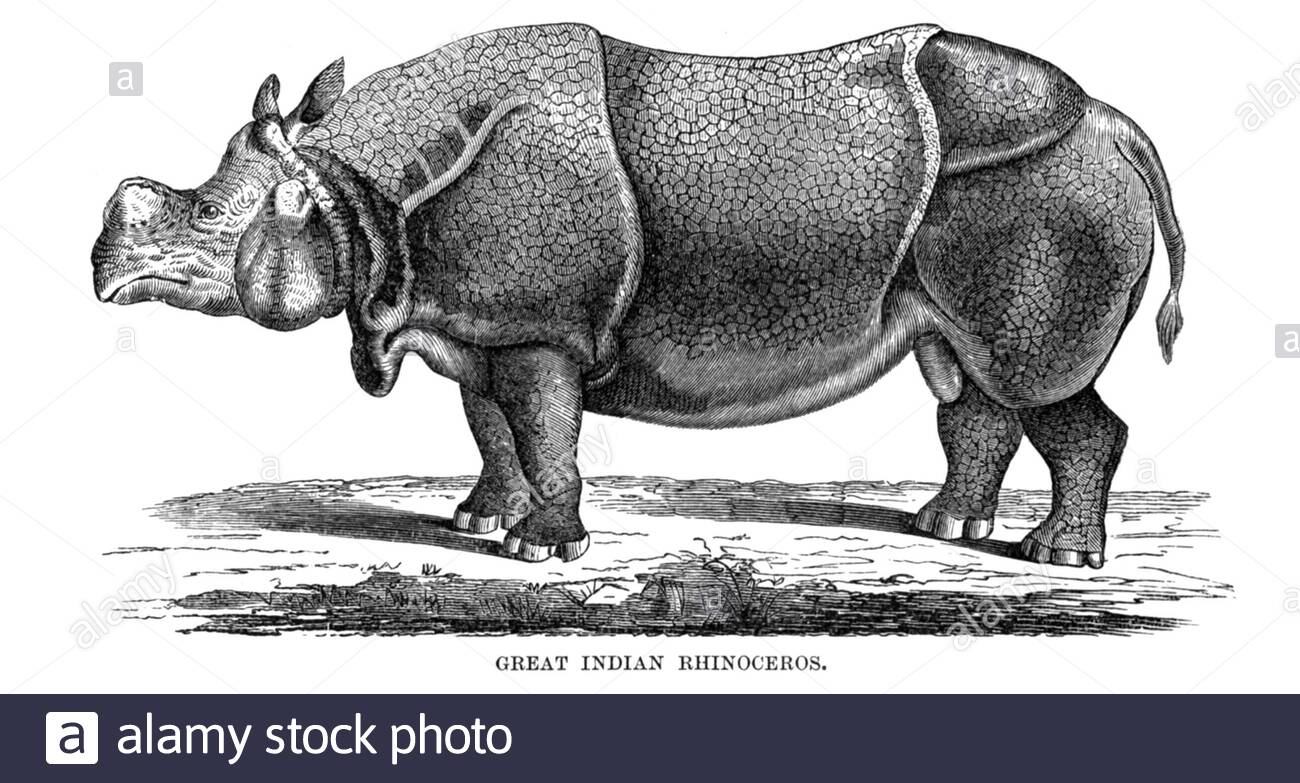 Grand rhinocéros indien, illustration vintage de 1894 Banque D'Images