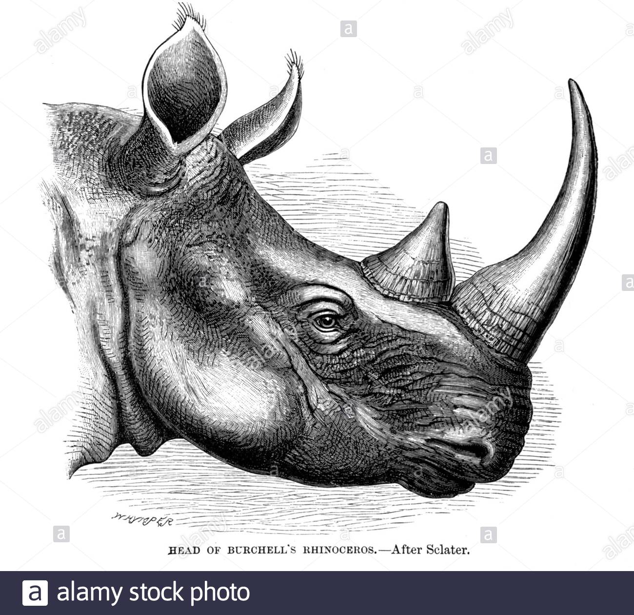 Tête de rhinocéros de Burchell (rhinocéros blancs du Sud), illustration ancienne de 1894 Banque D'Images Tête de rhinocéros de Burchell (rhinocéros blancs du Sud), illustration ancienne de 1894 Banque D'Images