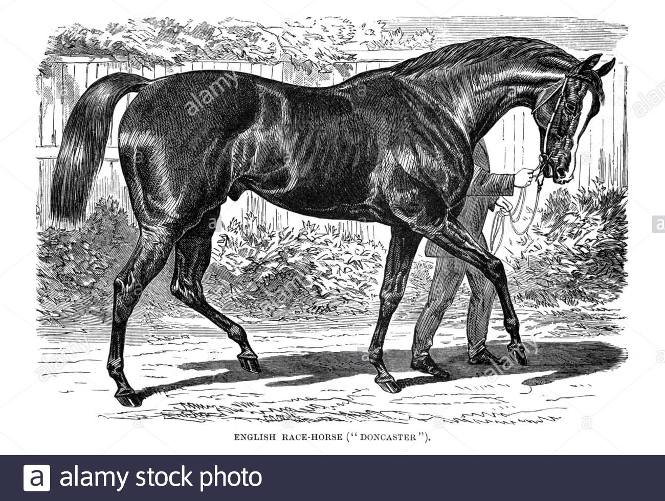 English Race Horse, illustration vintage de 1894 Banque D'Images