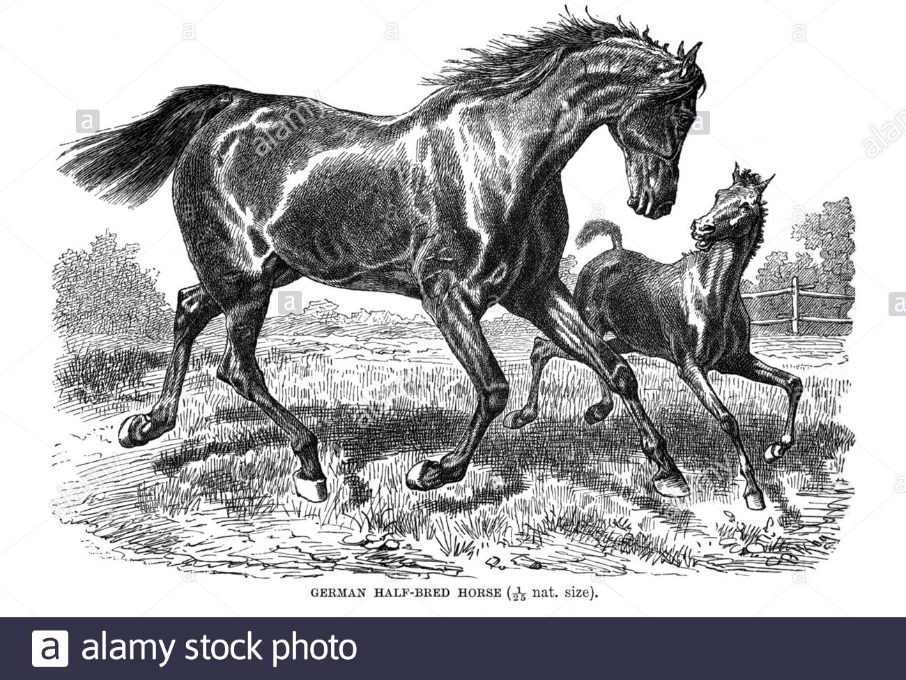 Demi-cheval allemand, illustration vintage de 1894 Banque D'Images