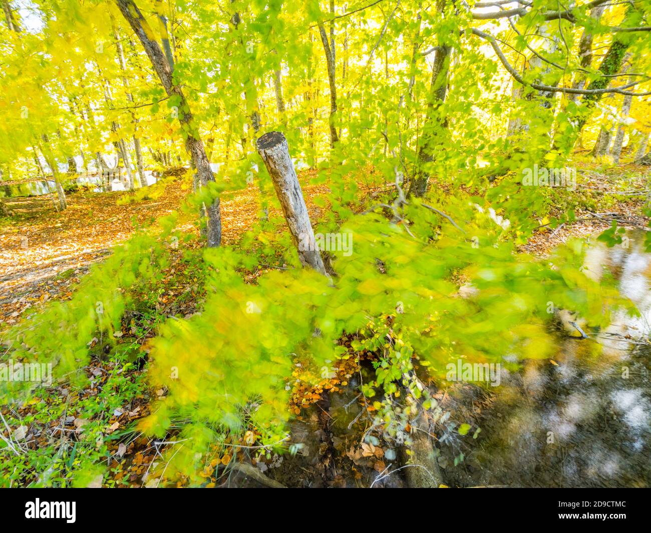 Branches de feuilles floues Parc national lacs de Plitvice, Croatie Banque D'Images