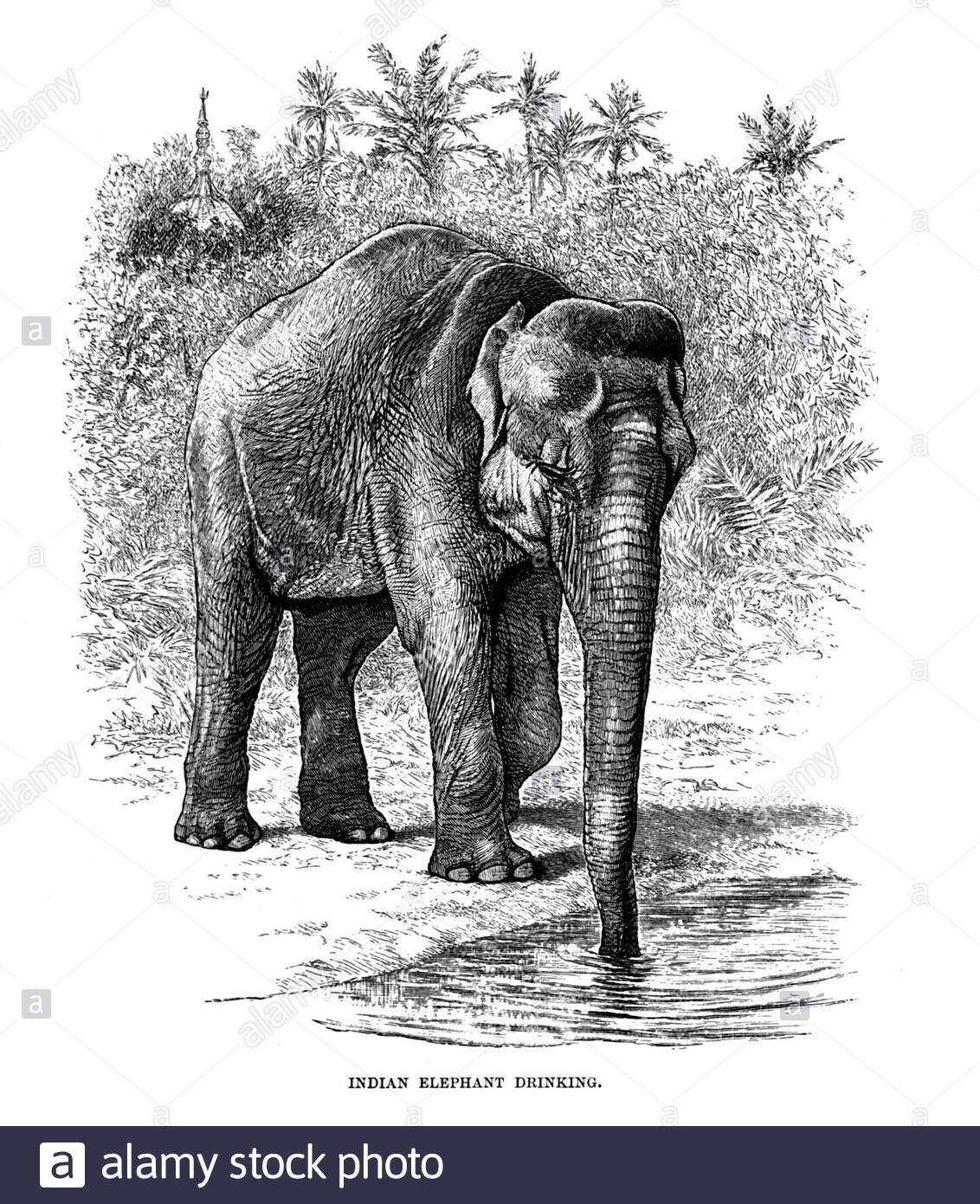 Indian Elephant buvant, illustration vintage de 1894 Banque D'Images