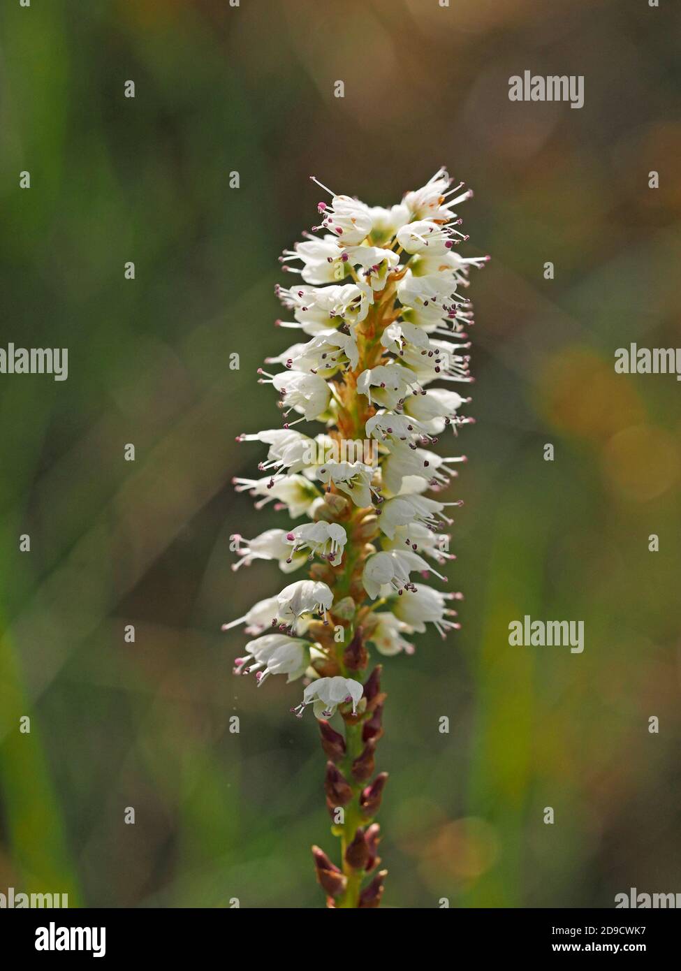 Un seul pic de fleurs blanches de petite taille de Bisort alpin (Bistorta vipara ou Persicaria vipara) en Cumbria Angleterre Royaume-Uni Banque D'Images