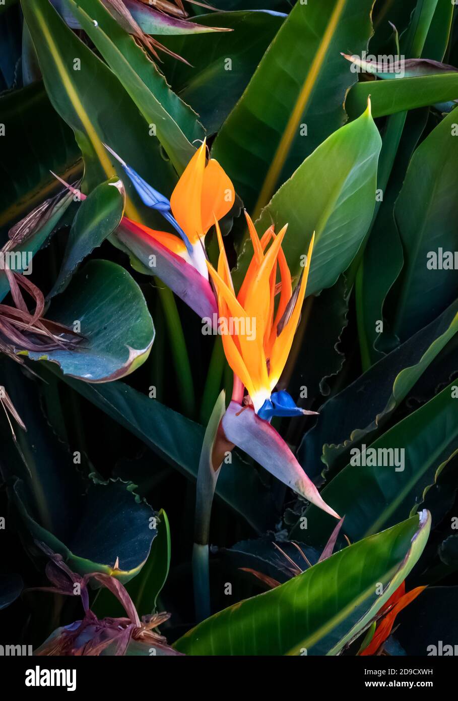 oiseau coloré de plantes paradisiaques à proximité avec jardin de feuilles vertes réglage Banque D'Images