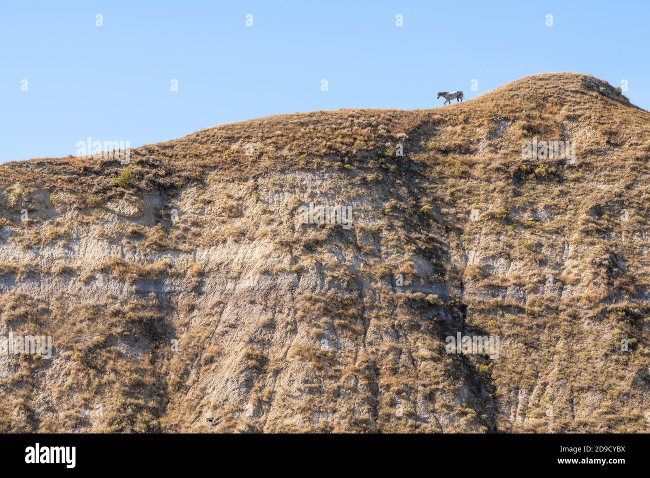 Feral Horse on Ridge (Equus caballus), parc national Theodore Roosevelt, Dakota du Nord, États-Unis, par Dominique Braud/Dembinsky photo Assoc Banque D'Images