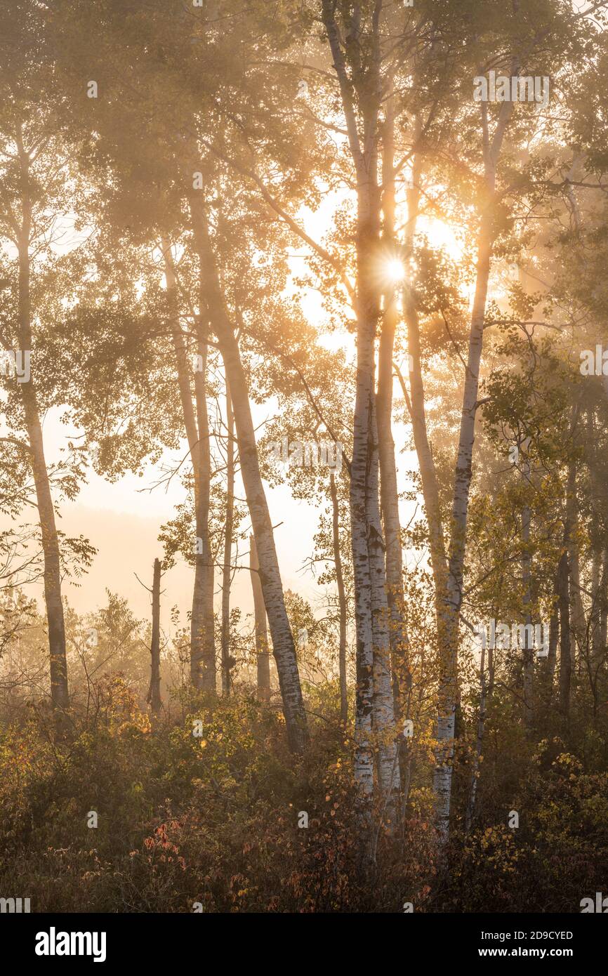 Lever du soleil, brouillard et forêt, Midwestern USA, par Dominique Braud/Dembinsky photo Assoc Banque D'Images