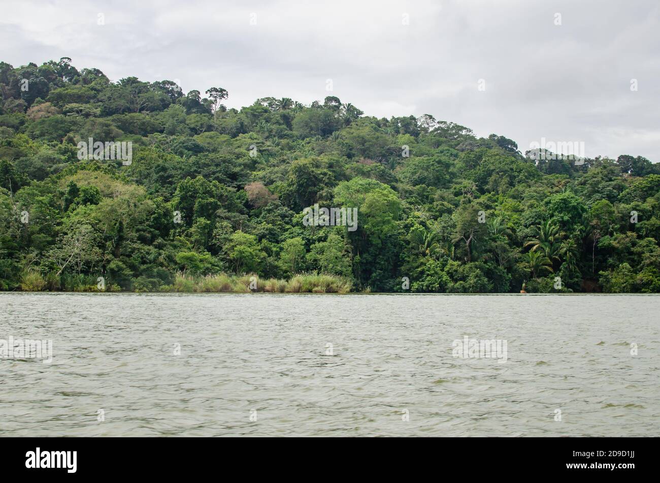 Forêt dans la région du canal du Panama Banque D'Images