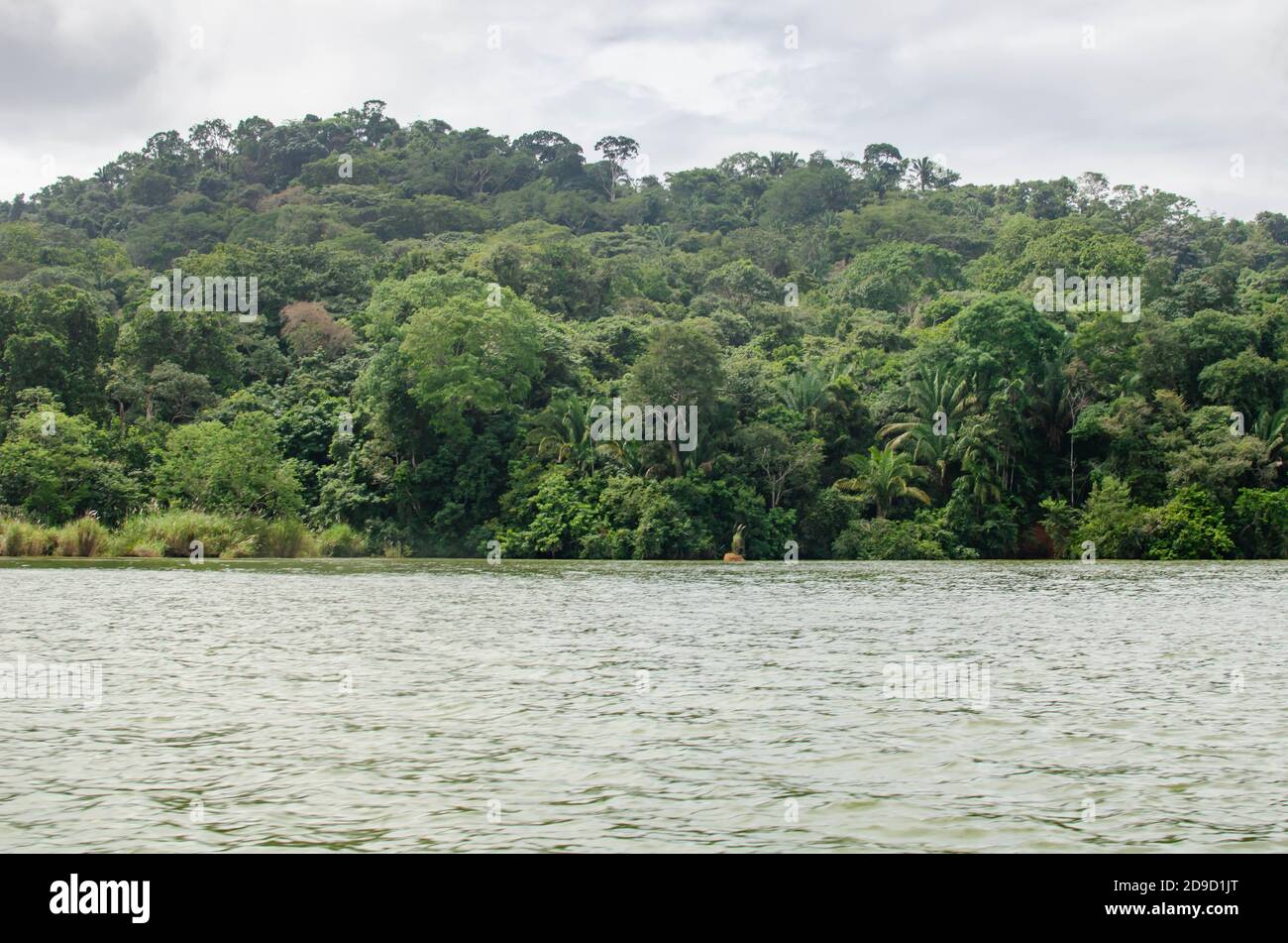 Forêt dans la région du canal du Panama Banque D'Images