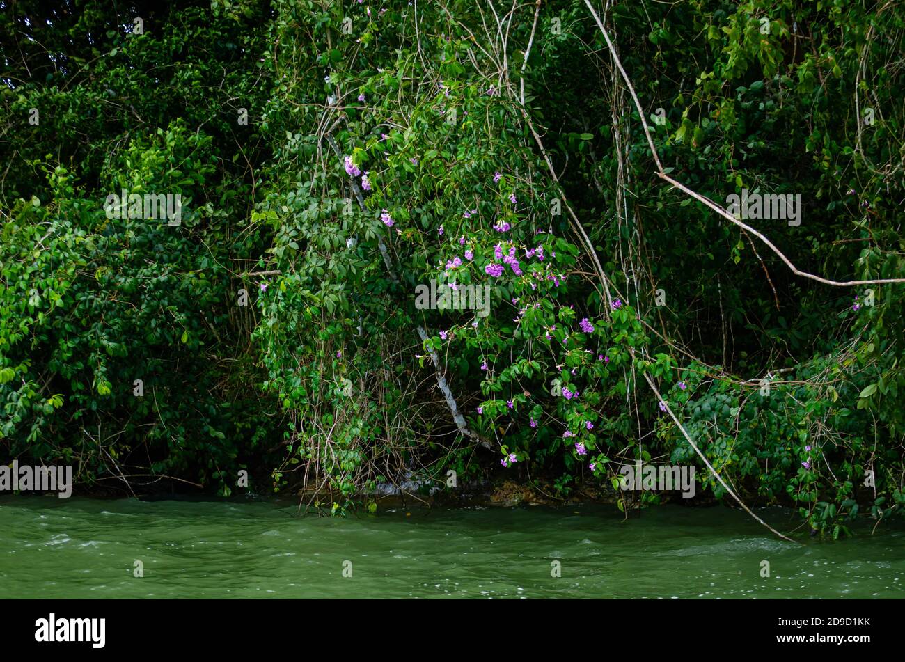 Forêts dans la région du canal de Panama Banque D'Images