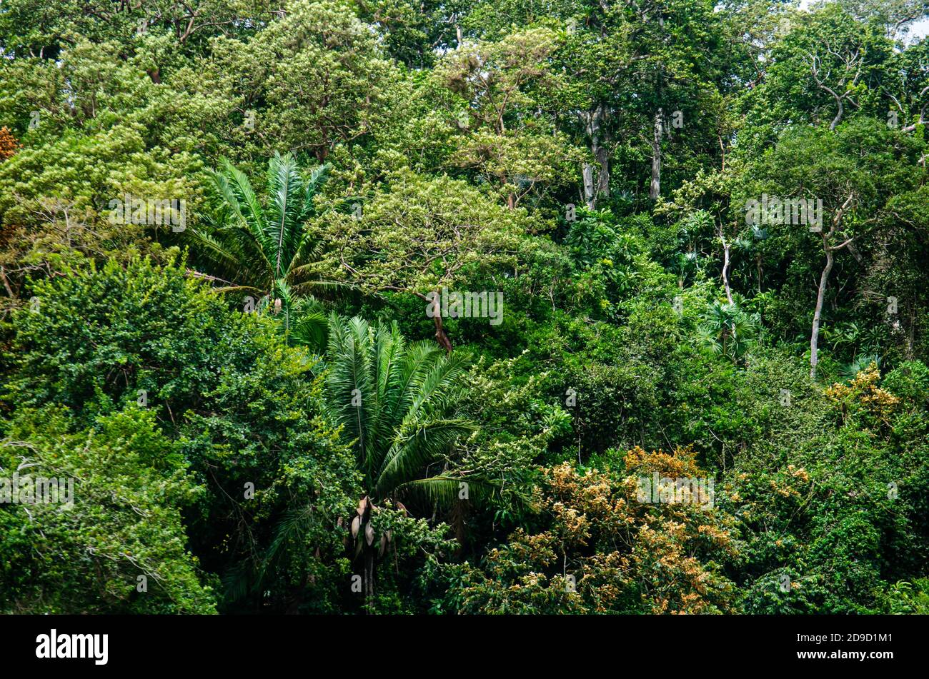 Forêts dans la région du canal de Panama Banque D'Images