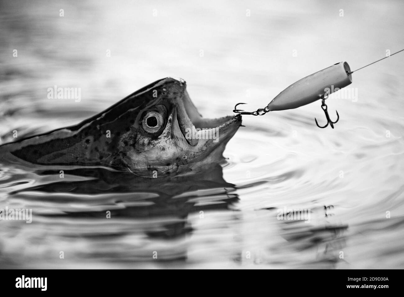 Poissons attrapant des crochets. Pêcheur et truite. Pêche à l'achigan. Attraper un gros poisson avec un poteau de pêche. Pêche à la mouche. Pêche à la mouche - méthode pour Banque D'Images