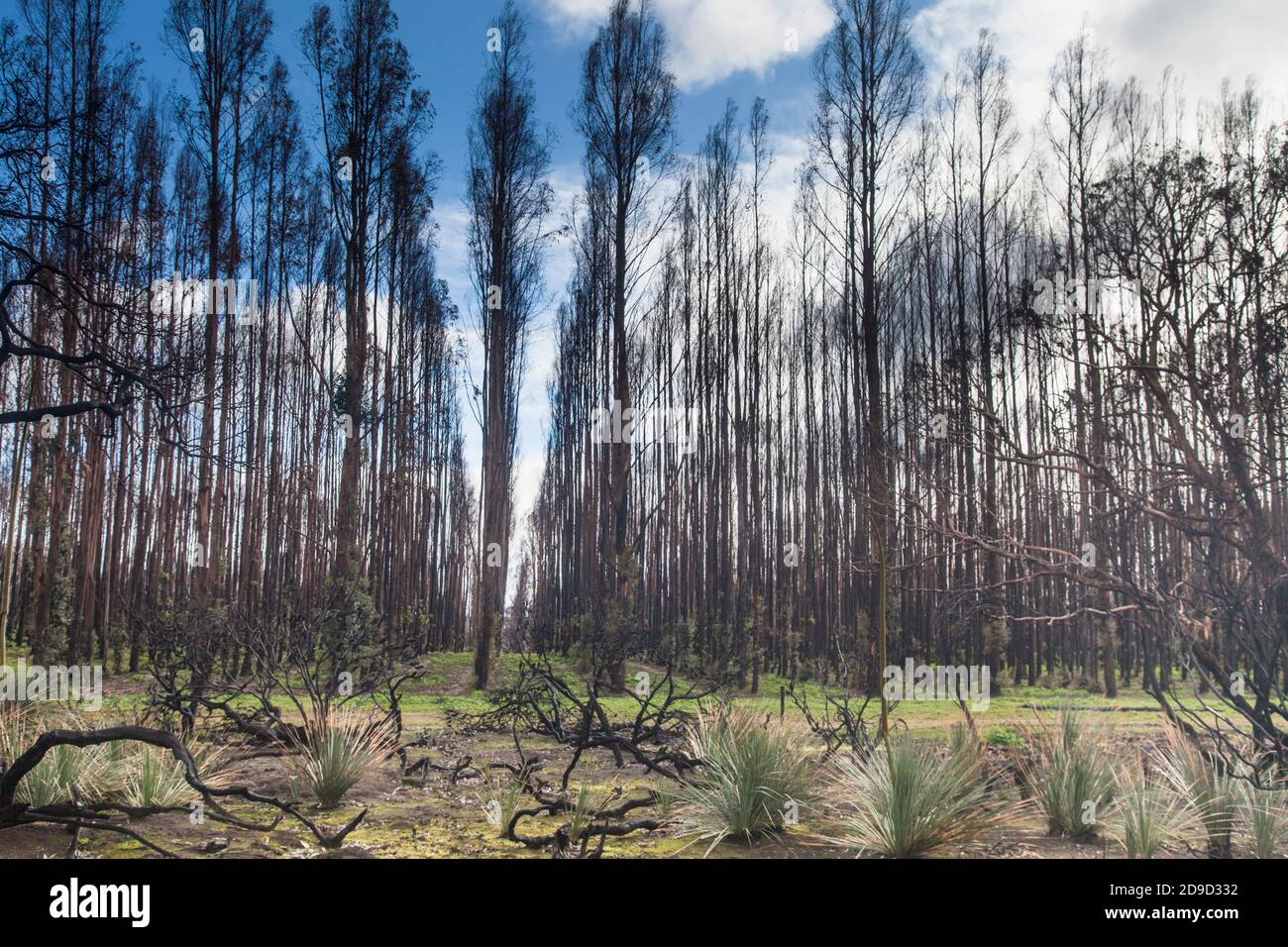 Régénération de la plantation de gomme bleue brûlée Kangaroo Island, Australie méridionale. Les 2020 feux de brousse ont brûlé environ 50 % de l'île. Banque D'Images