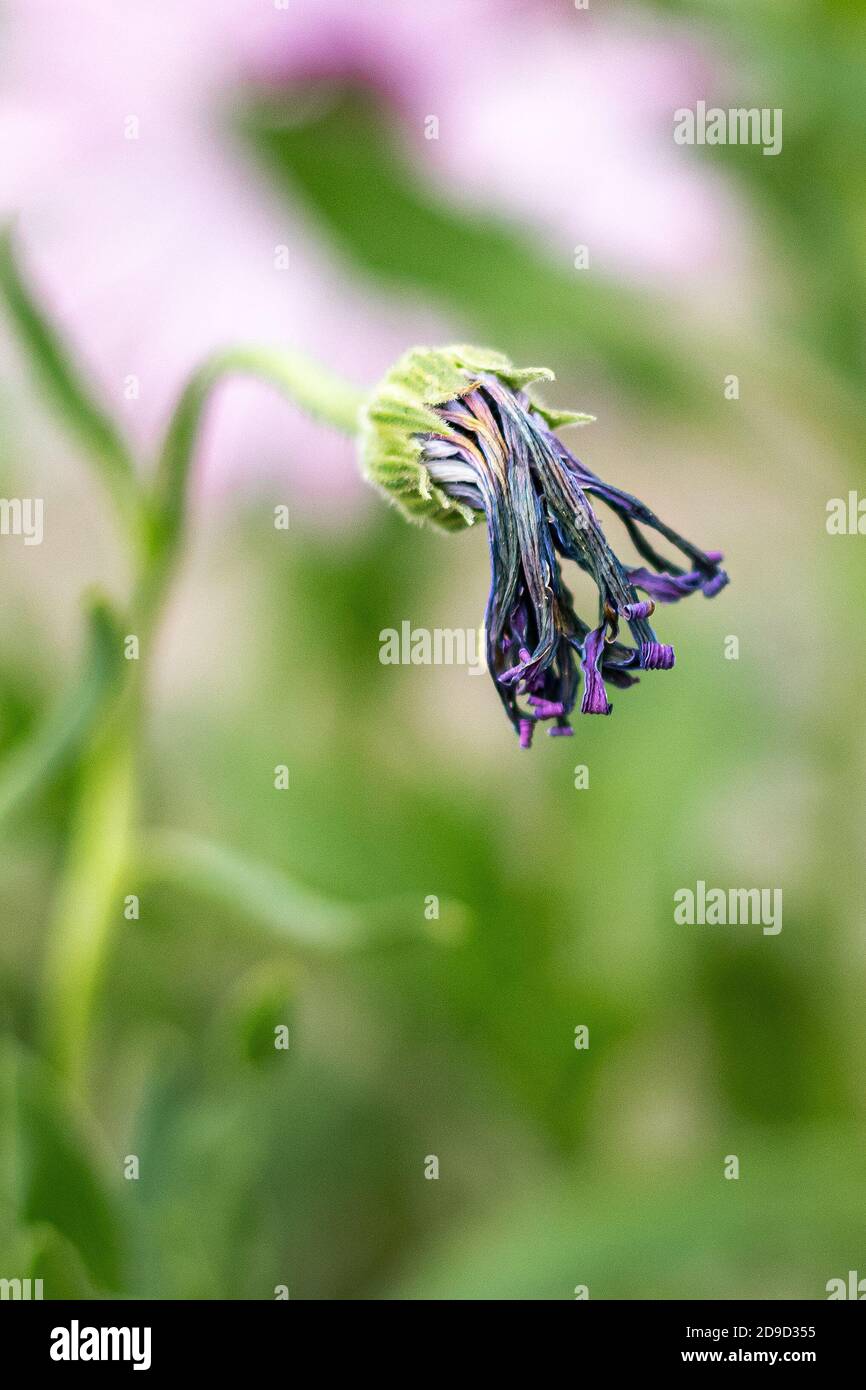 Dimorphotheca ecklonis fleurs, communément appelées pâquerettes Banque D'Images