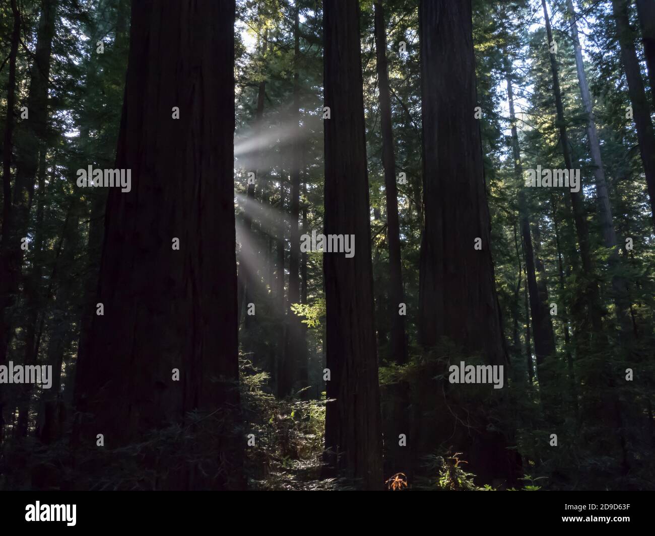 Séquoias de la côte californienne, Sequoia sempervirens, les plus hauts arbres du parc national Humboldt Redwoods, Californie, États-Unis Banque D'Images