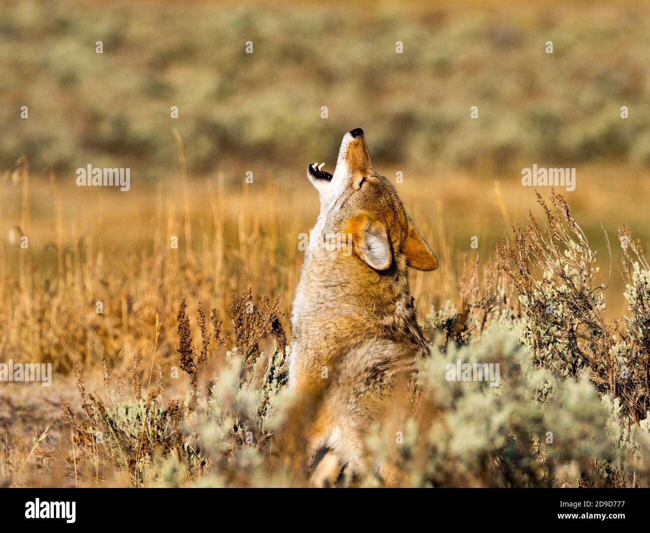 Coyote, Canis latrans, dans le parc national de Yellowstone, Wyoming, États-Unis Banque D'Images
