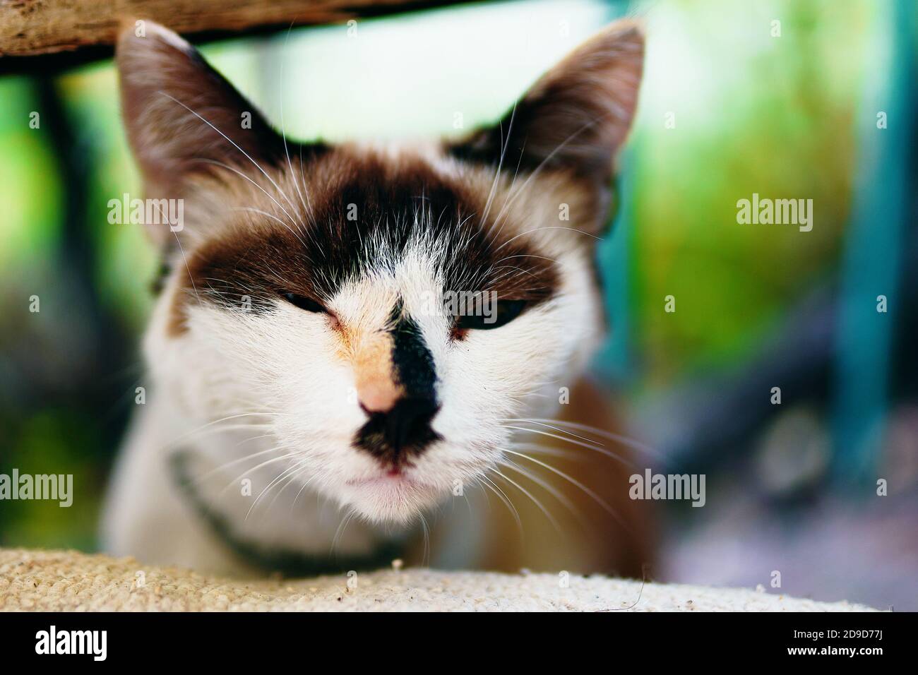 Joli Chat Blanc Curieux Avec Les Yeux Fermes Animal De Compagnie Dans La Cour Museau Blanc D Un Chat Avec Taches Marron Et Beige Photo Stock Alamy