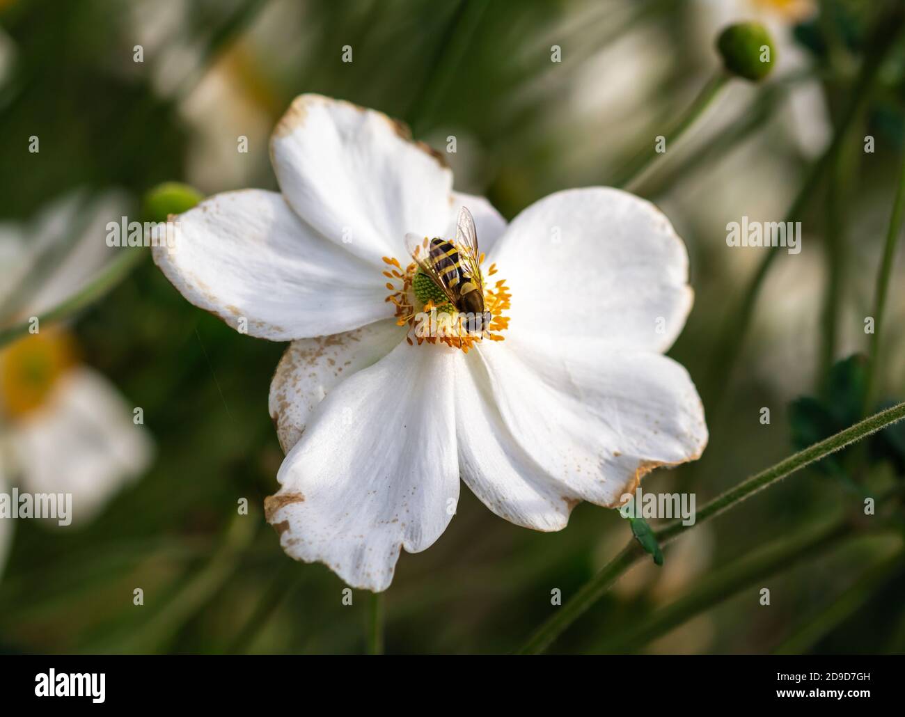 survolez la fleur d'anémone blanche avec un magnifique arrière-plan flou de bokeh dans le jardin botanique le jour d'automne ensoleillé Banque D'Images