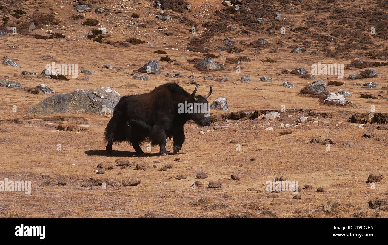 Mignon yak domestique (bos grunniens) avec fourrure de couleur noire à poils déchiquetés marchant sur un pré avec de l'herbe sèche et des rochers près de Lunden, Khumbu, Himalaya, Népal. Banque D'Images Mignon yak domestique (bos grunniens) avec fourrure de couleur noire à poils déchiquetés marchant sur un pré avec de l'herbe sèche et des rochers près de Lunden, Khumbu, Himalaya, Népal. Banque D'Images