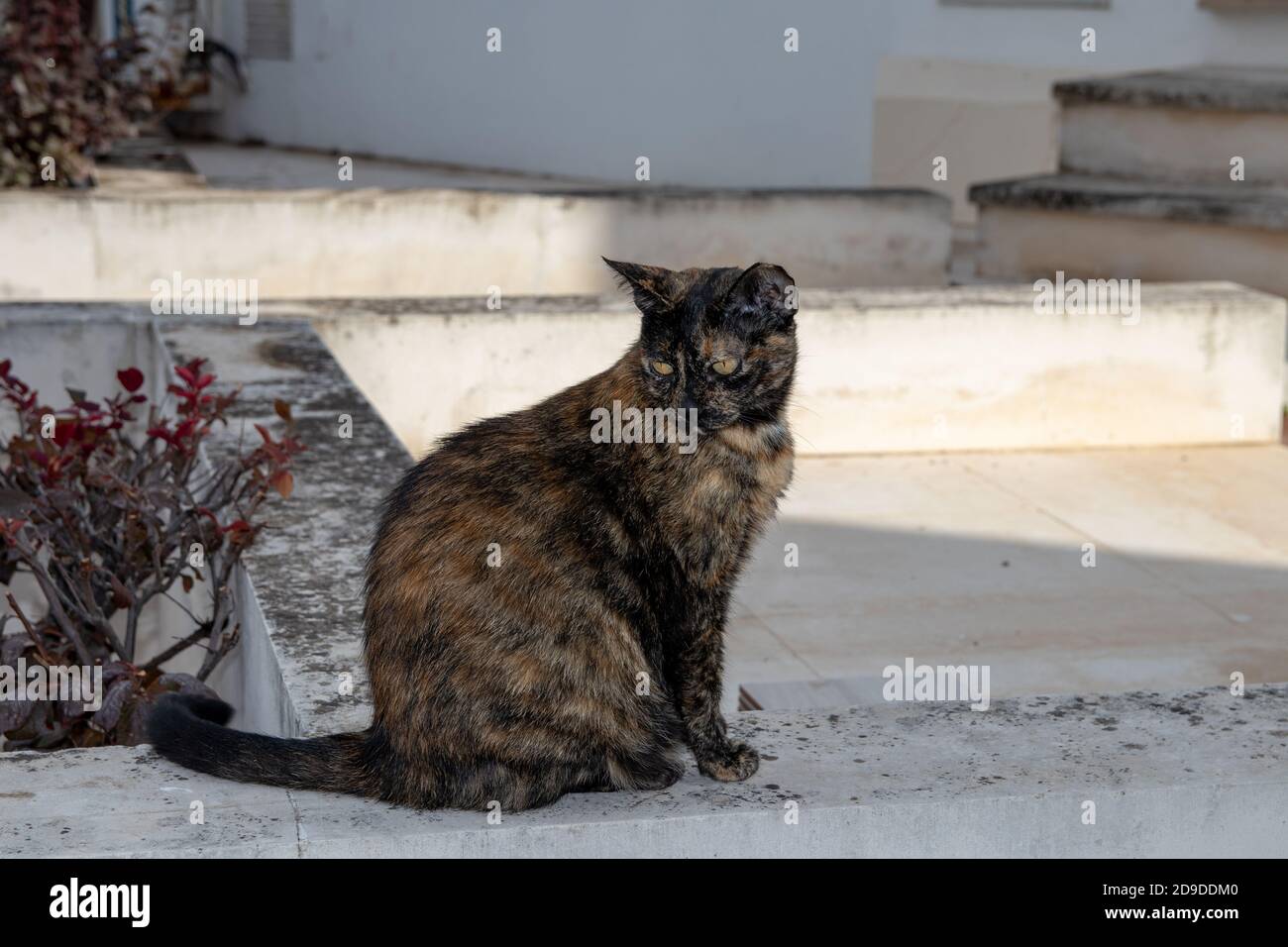 Un Chat Sauvage Brun Noir Repere Avec Mordu Hors De L Oreille Sur Une Route Cotiere Au Portugal Photo Stock Alamy Un Chat Sauvage Brun Noir Repere Avec Mordu Hors De L Oreille Sur Une Route Cotiere Au Portugal Photo Stock Alamy