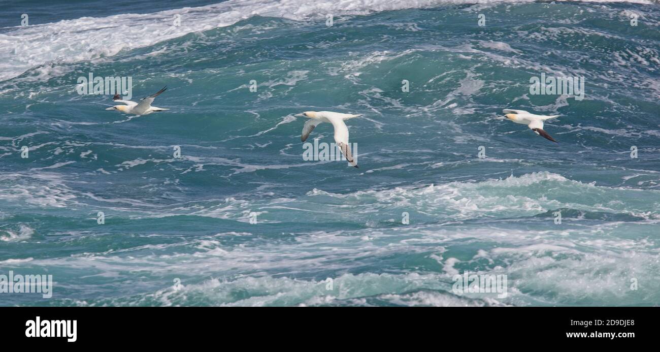 Gantets du Nord, (Morus bassanus) trois adultes en vol au-dessus d'une mer agitée au large de Pendeen, Cornwall, Angleterre, Royaume-Uni. Banque D'Images