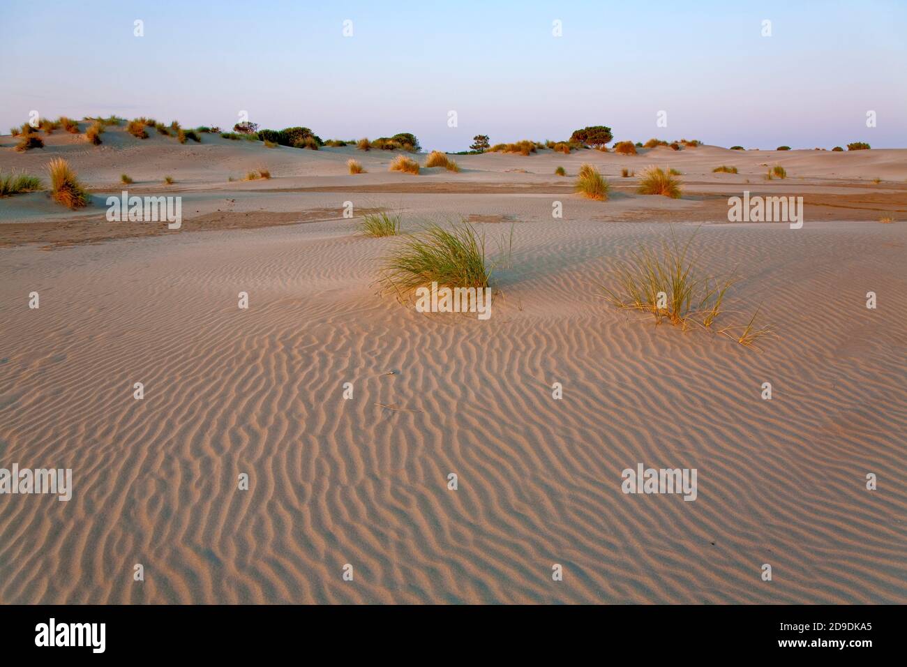 Géographie / voyage, France, Languedoc-Roussillon, le Grau-du-Roi, dunes en Camargue, droits-supplémentaires-déstockage-Info-non-disponible Banque D'Images
